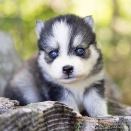 Hestia - Wolf sable female Pomsky puppy in Moultonborough, New Hampshire from Foxfire Arctic Spitz