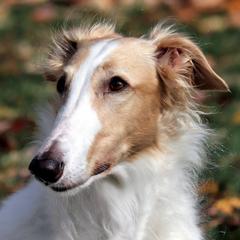 Surprise - Borzoi