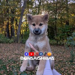 WONTON - Red male Shiba Inu puppy in Minnesota from BonsaiShibas