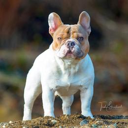 Benny - French Bulldog