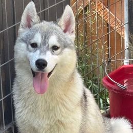 Tune - Gray and white male Siberian Husky puppy in Williamstown, Massachusetts from Gallipoli Pine Siberians