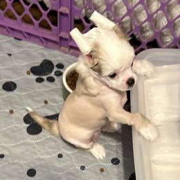Lyric - Palomino female Chinese Crested puppy in Henderson, Kentucky from Western Kentucky Chihuahua’s and Chinese Crested’s