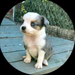 Dixie - Blue merle female Toy Australian Shepherd puppy in Snowflake, Arizona from Halfpint Aussies