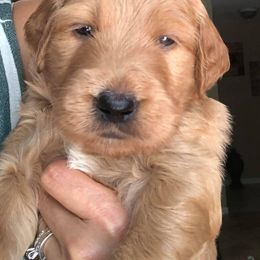 Goldendoodle Puppies from SunriseDoodles