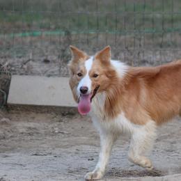 Miles - Border Collie