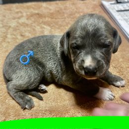 Green Collar (Blue) - Blue male Mountain Cur puppy in Georgetown, Ohio from Walnut Ridge Mountain Curs