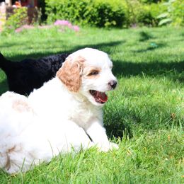 Collie, Goldendoodle, Havapoo, and Labradoodle Puppies from Oregon Valley Pups