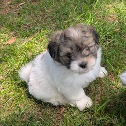 Grady - Tri-color male Coton de Tulear puppy in Mead, Oklahoma from Bar W Cotons