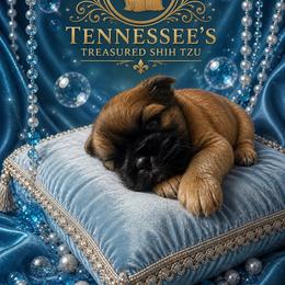 Boy 4 - Red male Shih Tzu puppy in Bethpage, Tennessee from Tennessee's Treasured Shih Tzus
