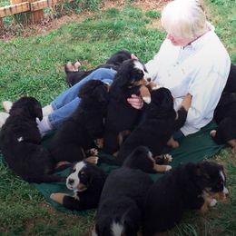 Bernese Mountain Dog Puppies from Joan Rogers