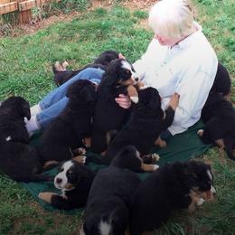 Bernese Mountain Dog Puppies from Joan Rogers