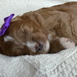 Goldendoodle Puppies from Creekside Cottage Doodles
