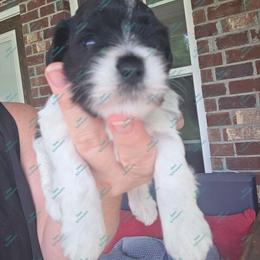 Brewer - Parti male Miniature Schnauzer puppy in Crestview, Florida from Dees Schnauzers