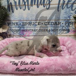 Tiny - Mantle merle female Great Dane puppy in Longview, Texas from Lazy A Danes