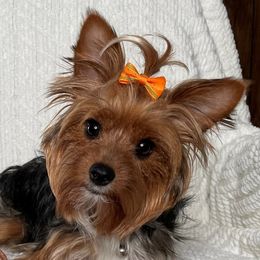 Layla - Yorkshire Terrier
