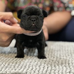 French Bulldog Puppies from Desert Madness Frenchies