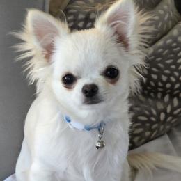 Comet - Chihuahua