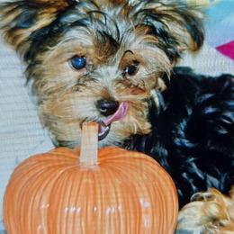 Yorkshire Terrier puppies from Sandra's Yorkies