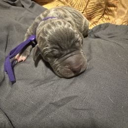 Holly - Blue female Great Dane puppy in Gainesville, Georgia from DeBruce Danes