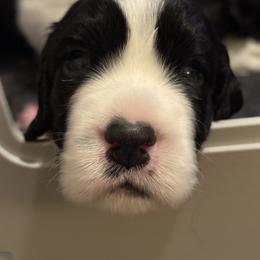 Wilder - Black and white male English Springer Spaniel puppy in Crystal,, Minnesota from Everlark English Springer Spaniels