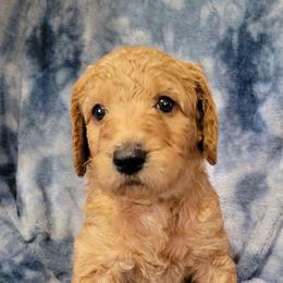 Chilli - Red  female Goldendoodle puppy in Blountsville, Alabama from Southern Charm Goldendoodles