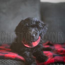 Goldendoodle Puppies from Doodle Me This Goldendoodles