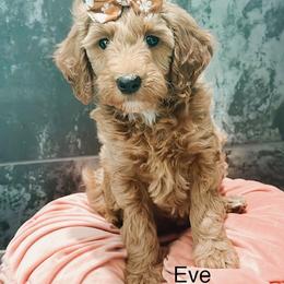 Eve - Apricot female Goldendoodle puppy in Pasco, Washington from Camp Doodle Woods