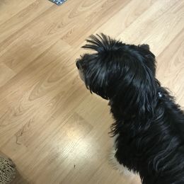 Yorkshire Terrier All Grown Up from T’s Posh Pups