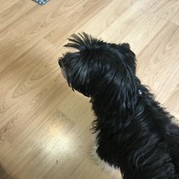 Yorkshire Terrier All Grown Up from T’s Posh Pups