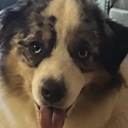 Leo - Miniature American Shepherd