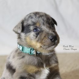 Joe Diffie - Blue male Australian Cattle Dog puppy in Willamina, Oregon from Cherished Chihuahuas