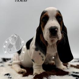Bell - Black white and brown female Basset Hound puppy in Dingess, West Virginia from Tuckers' Howling Hounds