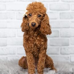 Roxy - Poodle