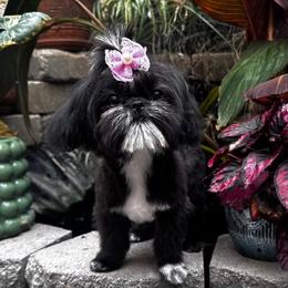 Wendy - Black and white female Shih Tzu puppy in Apple Valley, California from Southern California Shih Tzu Palace