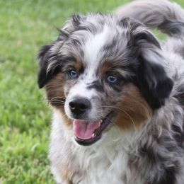 Gizmo - Blue merle Miniature Australian Shepherd puppy in Omak, Washington from Willow Flats Kennels