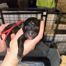 Red collar - Black male Goldendoodle puppy in Prosperity, Pennsylvania from Stelladoodles & Company