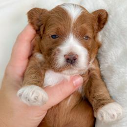 Heath - Red and white male Cockapoo puppy in Pledger, Texas from Sugarbear Cockapoos