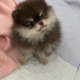 Vaughn - Chocolate and tan male Pomeranian puppy in Newport Beach, California from Exotic City Pomeranians and chihuahuas
