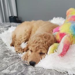 Goldendoodles from GoldenDoodles of Sweetbriar