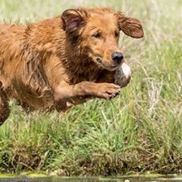 Golden Retrievers from Gallo Gold Retrievers