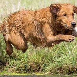 Golden Retrievers from Gallo Gold Retrievers