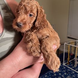 Double Doodle, Goldendoodle, Labradoodle, and Poodle Puppies from Amore Doodles & Poodles