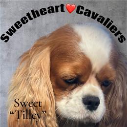 Tilley - Cavalier King Charles Spaniel