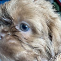 Girl 1 Blondi - Gold and white female Shih Tzu puppy in Troy, Michigan from "Shihtzu Best Friend"