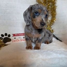 Oliver - Dapple male Dachshund puppy in Woodburn, Iowa from Rolling S Ranch Doxies
