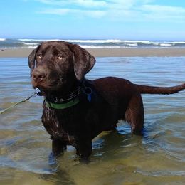 Labrador Retrievers from Misty's Labs