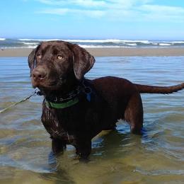 Labrador Retrievers from Misty's Labs