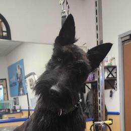 Holly Jolly - Scottish Terrier