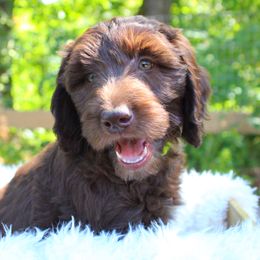 Collie, Goldendoodle, Havapoo, and Labradoodle Puppies from Oregon Valley Pups