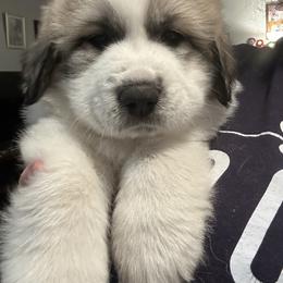 Grey - White and badger male Great Pyrenees puppy in Bloomington, Illinois from Odyssey Great Pyrenees